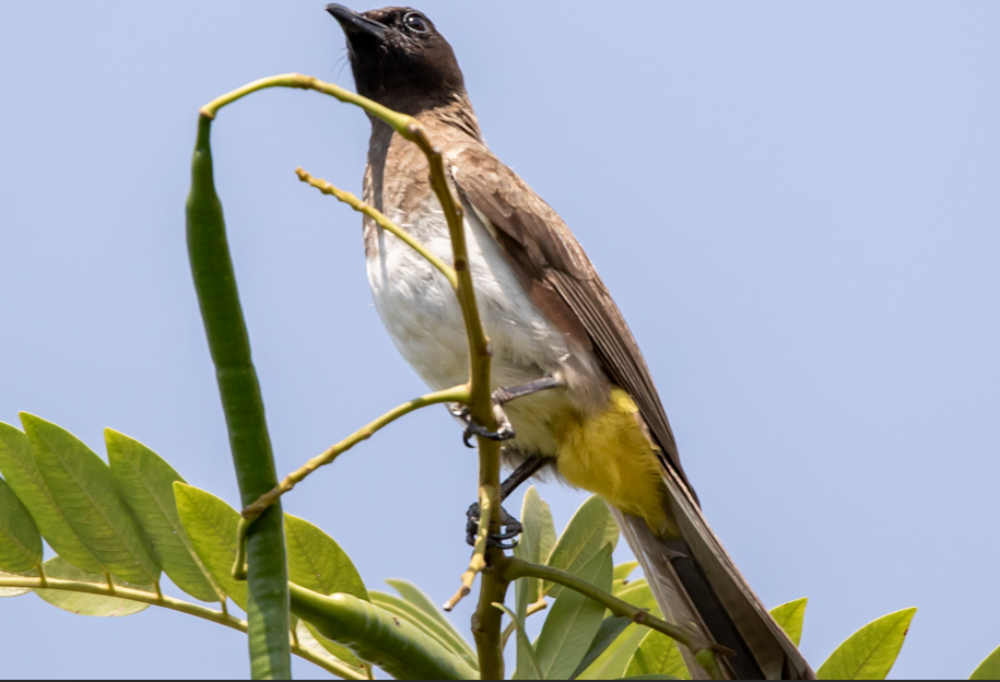 Major Birds to See in Queen Elizabeth National Park.