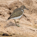 Major Birds to see in Akagera National Park.