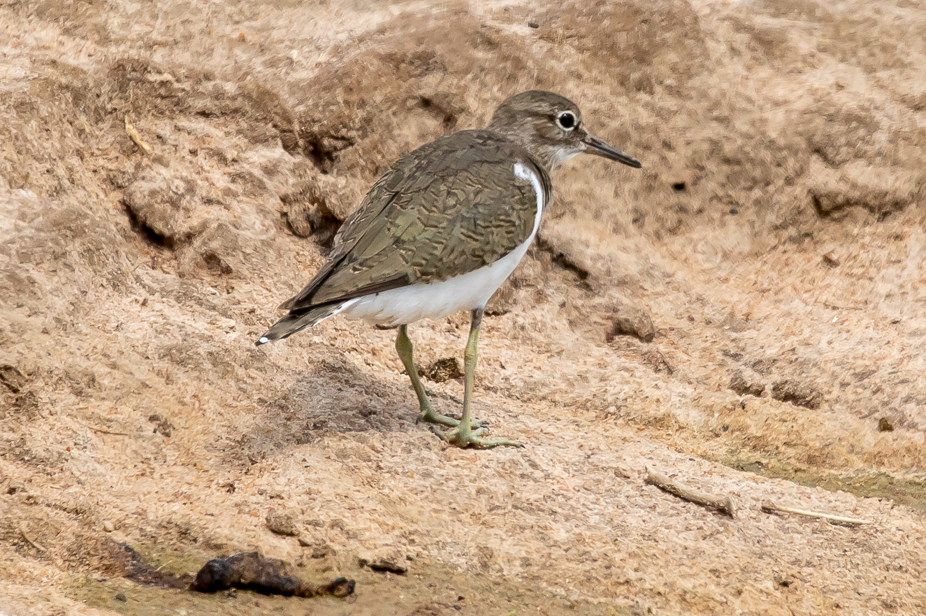 Major Birds to see in Akagera National Park.