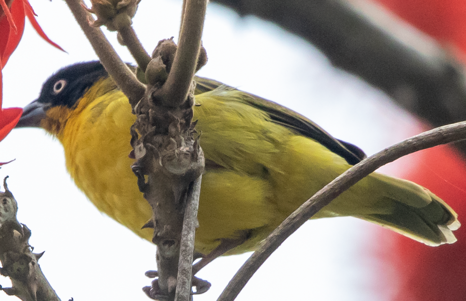Major Birds to see in Bwindi Forest National Park.