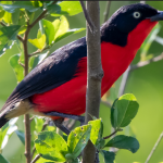 Major bird species in Nyungwe Forest National Park