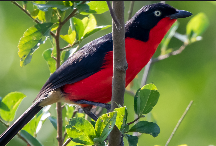 Major bird species in Nyungwe Forest National Park