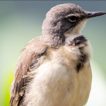 Major bird species to see in Bwindi Forest National Park.