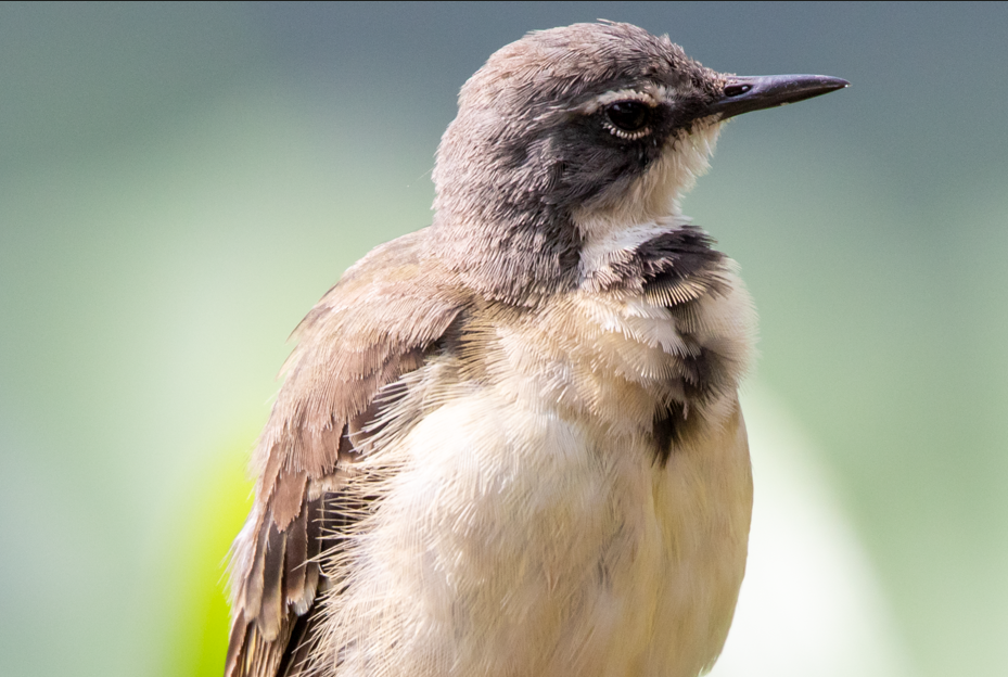 Major bird species to see in Bwindi Forest National Park.