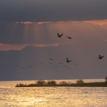 Major birds in Murchison Falls National Park