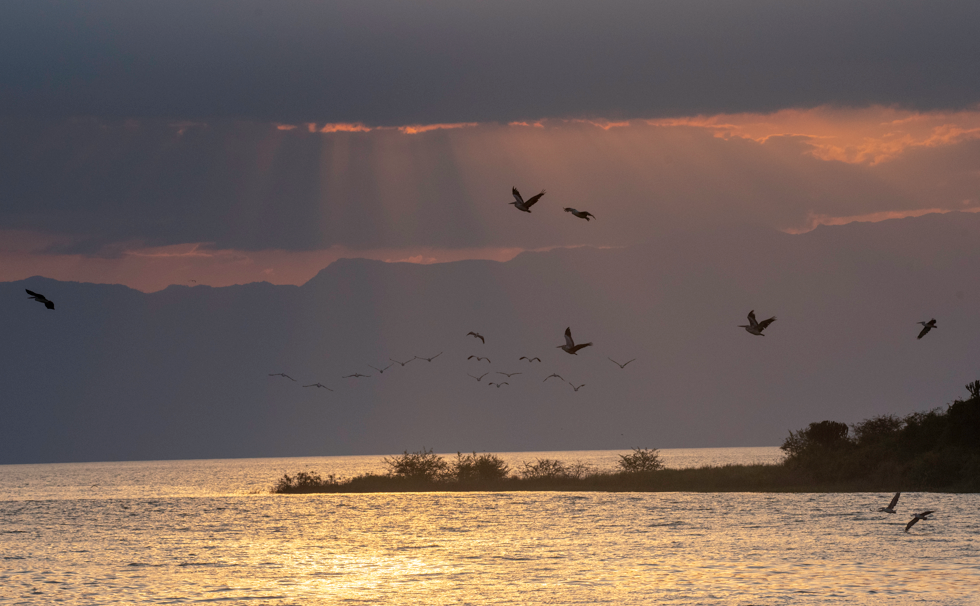 Major birds in Murchison Falls National Park