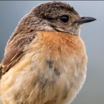 Most Sought -After Bird Species in Bwindi Forest National Park.