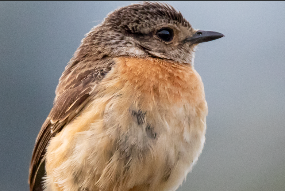 Most Sought -After Bird Species in Bwindi Forest National Park.