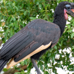 Most-Sought-After Bird Species in Kidepo National Park.