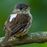 Most-Sought- After Bird Species in Murchison Falls National Park.