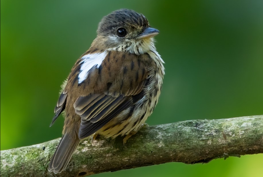 Most-Sought- After Bird Species in Murchison Falls National Park.