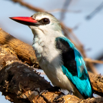 Most Sought-After Bird Species in Nyungwe Forest National Park.