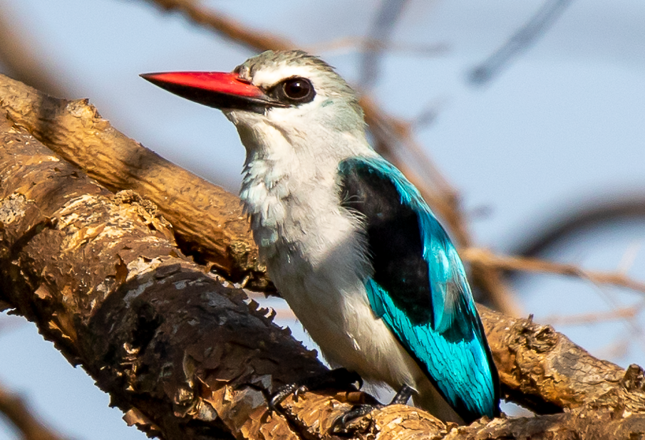 Most Sought-After Bird Species in Nyungwe Forest National Park.