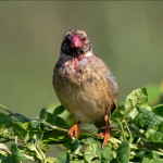 Most Sought-After Bird Species in Queen Elizabeth National Park.