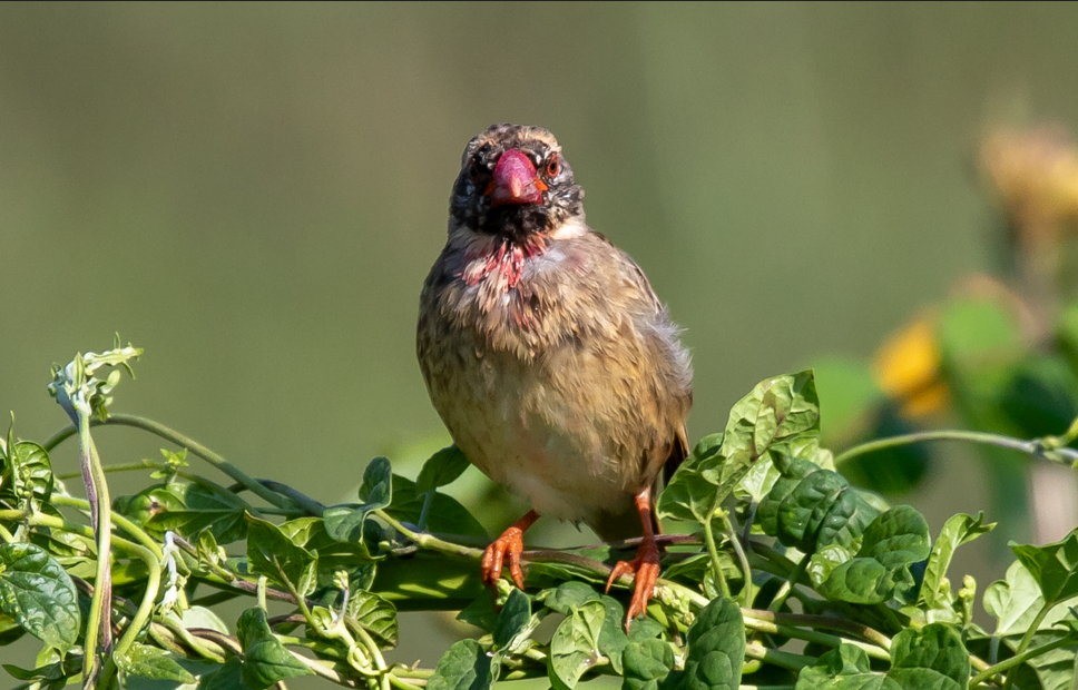 Most Sought-After Bird Species in Queen Elizabeth National Park.