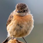 Most Sought -After Birds in Bwindi Forest National Park.