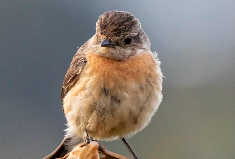 Most Sought -After Birds in Bwindi Forest National Park.