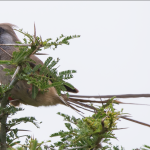 Most- Sought- After Birds in Murchison Falls National Park.