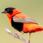 Most Sought After Birds in Nyungwe Forest National Park.