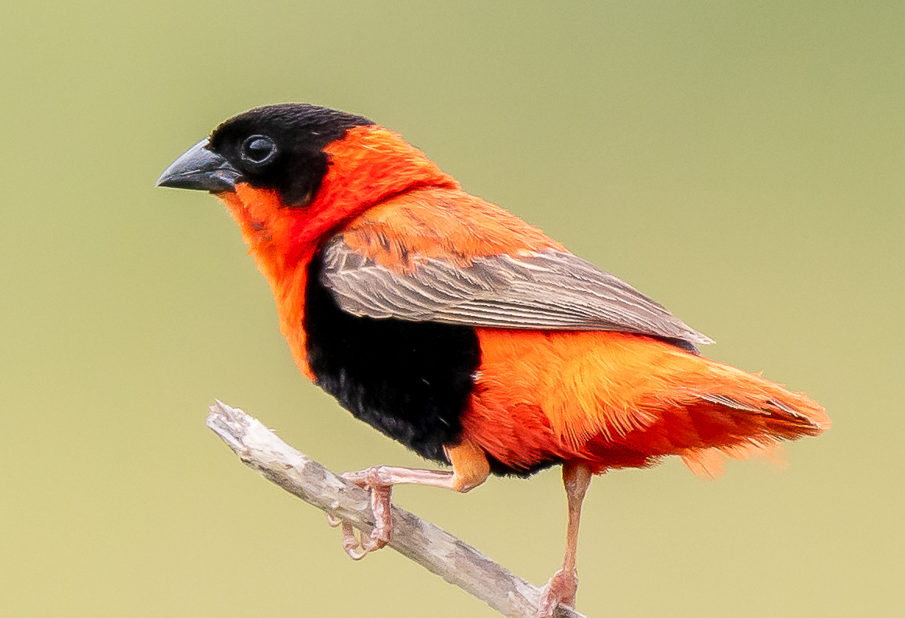 Most Sought After Birds in Nyungwe Forest National Park.