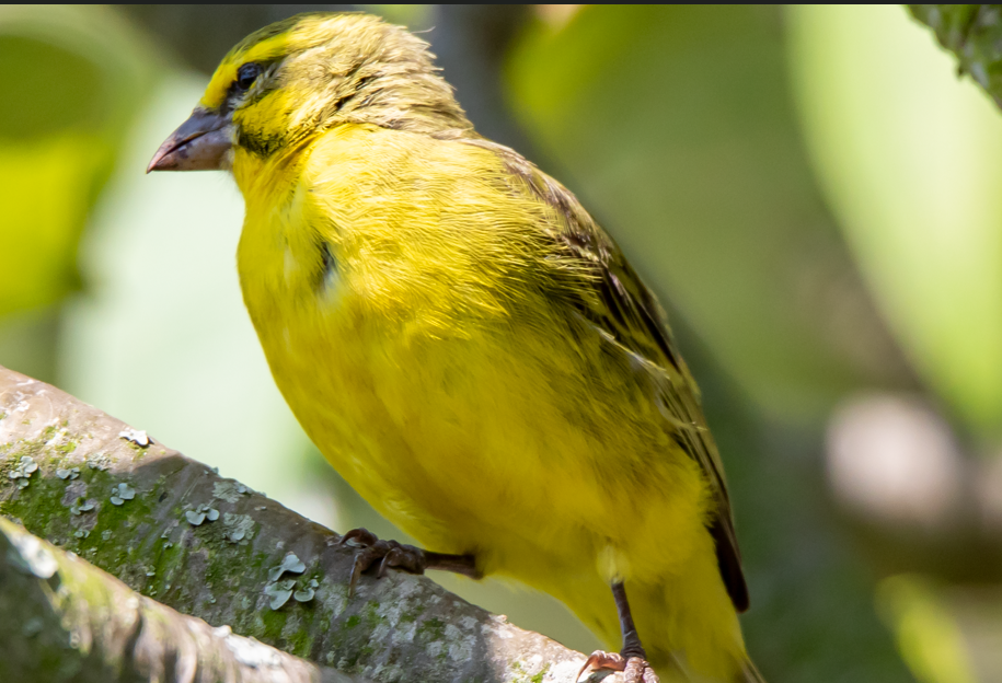 Most- Sought- After Birds in Queen Elizabeth National Park.