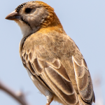 Most sought-after Bird Species in Akagera National Park.