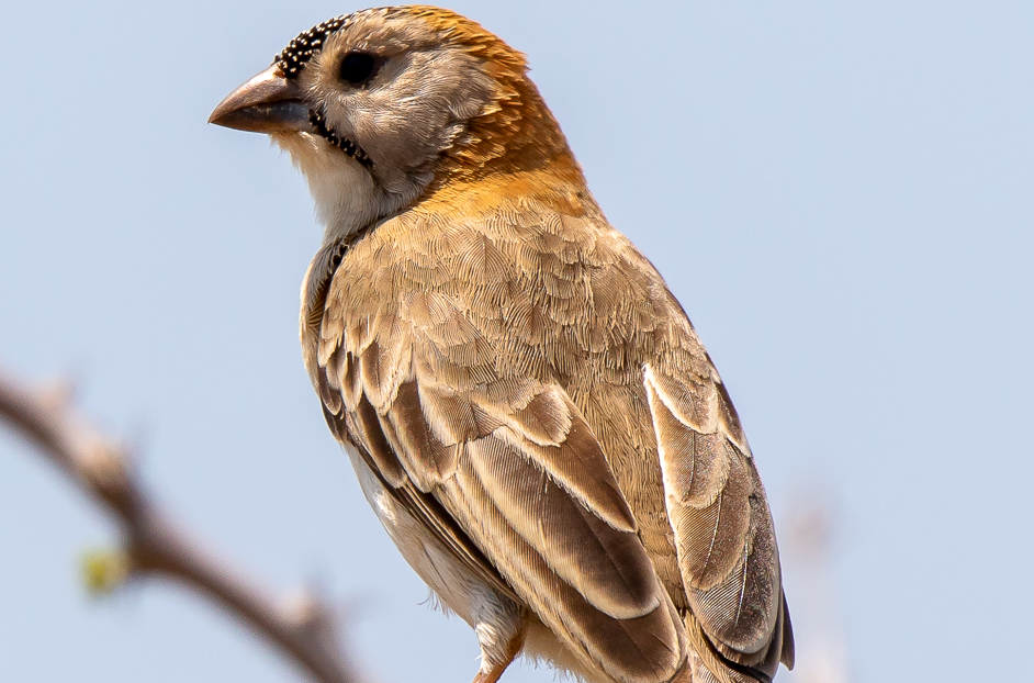 Most sought-after Bird Species in Akagera National Park.