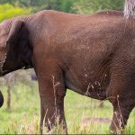 Reasons to Visit Kidepo National Park.