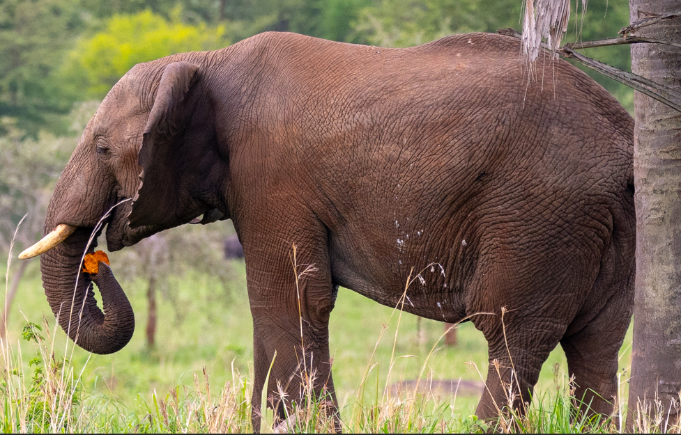 Reasons to Visit Kidepo National Park.