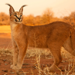 The Rare African Golden Cat-Caracal in Uganda