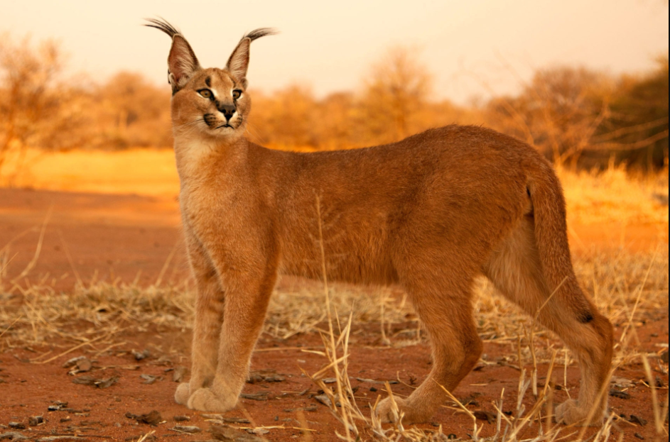 The Rare African Golden Cat-Caracal in Uganda