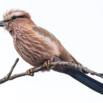 The most sought-after birds in Kidepo National Park.