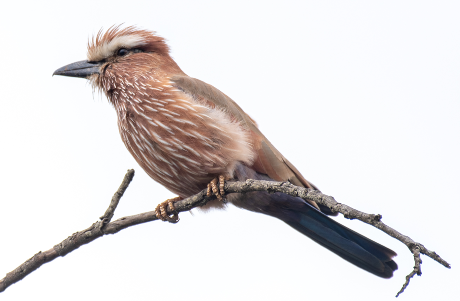 The most sought-after birds in Kidepo National Park.