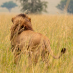 Top Reasons to Visit Kidepo Valley National Park.