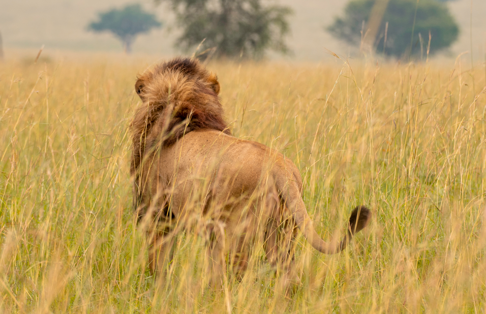Top Reasons to Visit Kidepo Valley National Park.