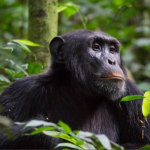 Morning vs Evening Chimpanzee Trekking in Kibale