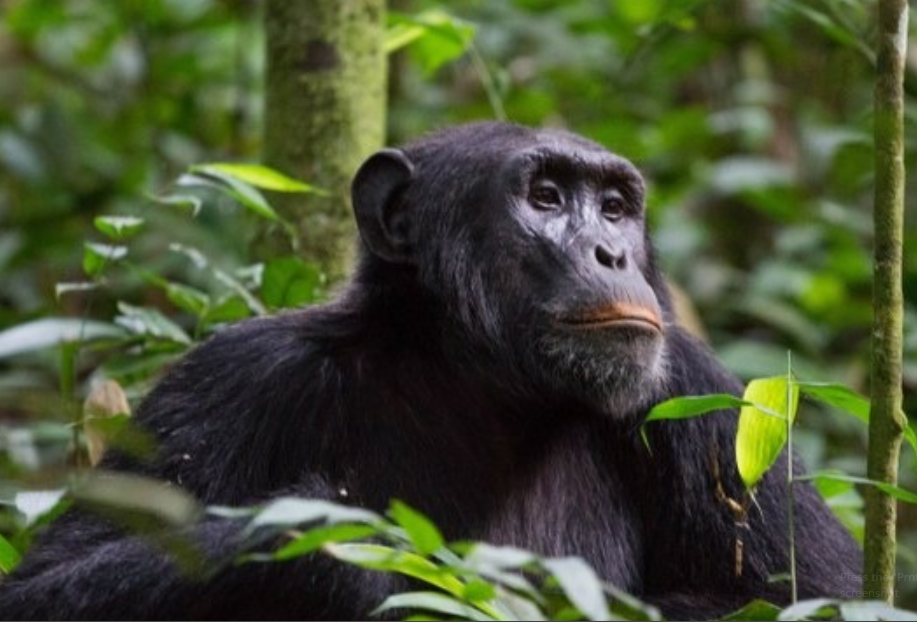Morning vs Evening Chimpanzee Trekking in Kibale