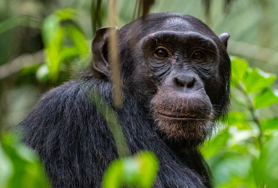 What Is the Group Size for Chimpanzee Trekking In Kibale
