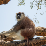 What is Unique About the Narus Valley in Kidepo