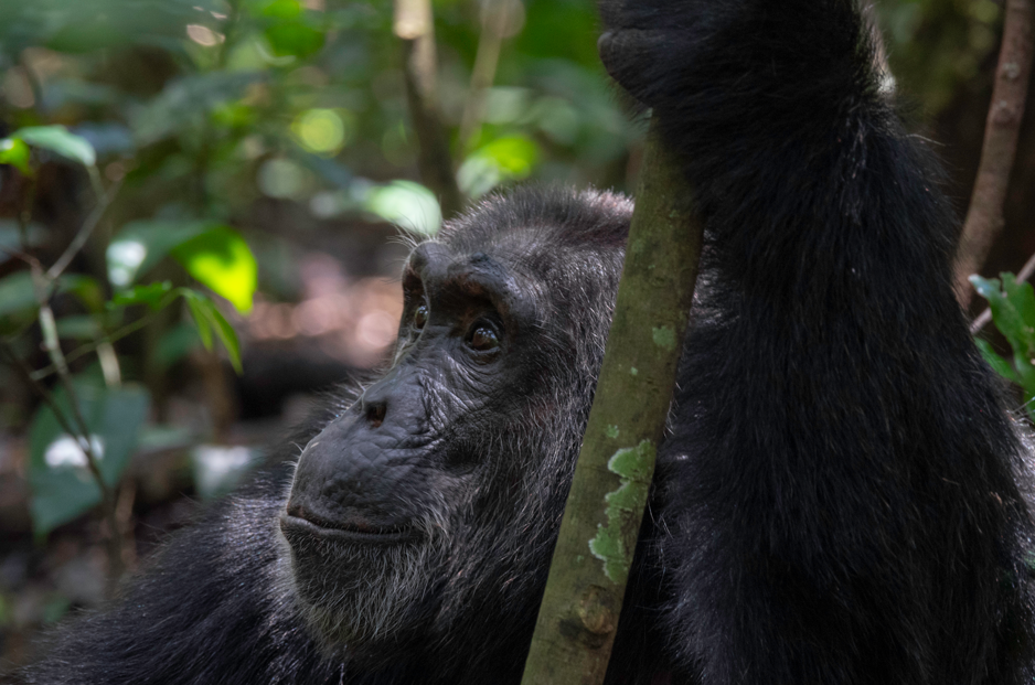 What to Expect on Kibale Safari Adventure