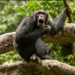 Where can i do Chimpanzee Habituation in Uganda