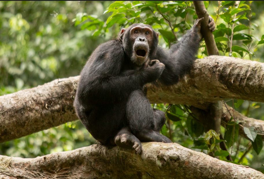 Where can i do Chimpanzee Habituation in Uganda