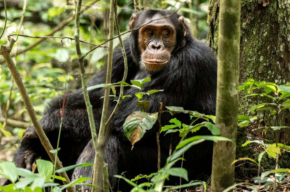 Where can i go for Chimpanzee Trekking Experience in Rwanda