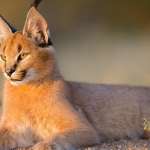 Where to See Caracals in Uganda