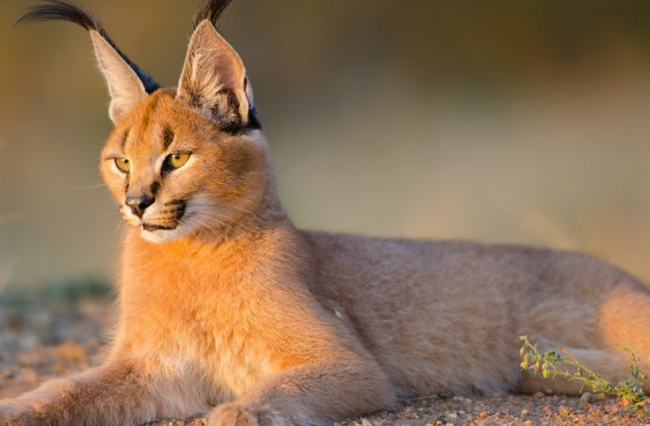 Where to See Caracals in Uganda