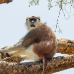 Why You Should Not Miss a Safari to Kidepo Valley National Park