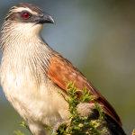 major birds in Akagera National Park