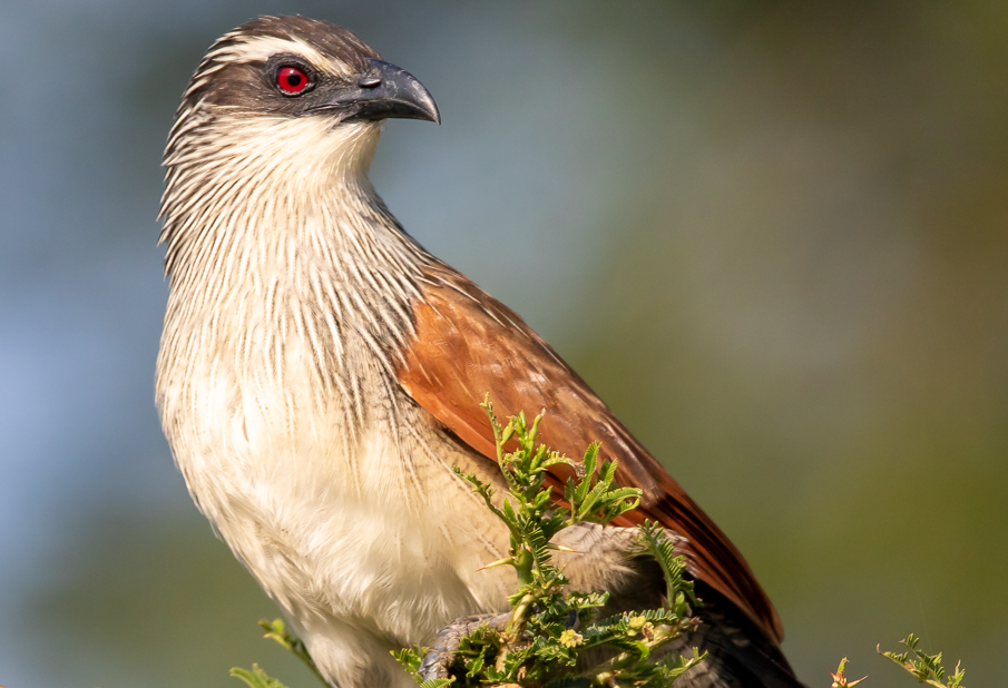 major birds in Akagera National Park