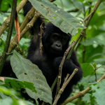 3-Day Gorilla Trekking Safari in Volcanoes National Park.