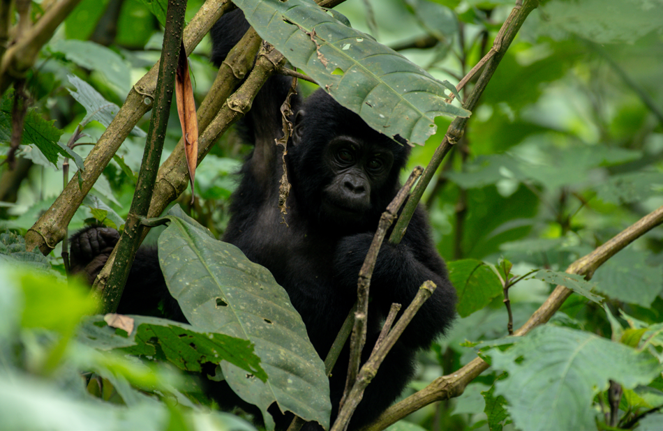 3-Day Gorilla Trekking Safari in Volcanoes National Park.